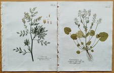 4 Drucke Chelidonium Artemisia