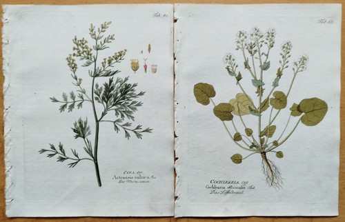 Drucke chelidonium artemisia - 4,
