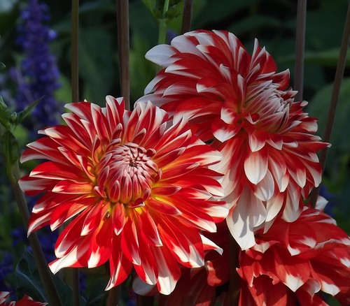 Dahlien - ,