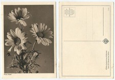 43576 - Margeriten - alte Ansichtskarte