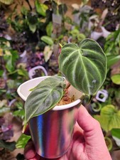 Philodendron verrucosum "Boca San Carlos" Selten,rare,Rarität,no Monstera!