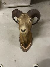 Mufflon Präparat Geweih
