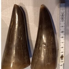 Kuh - Rinderhorn 2 Stück 