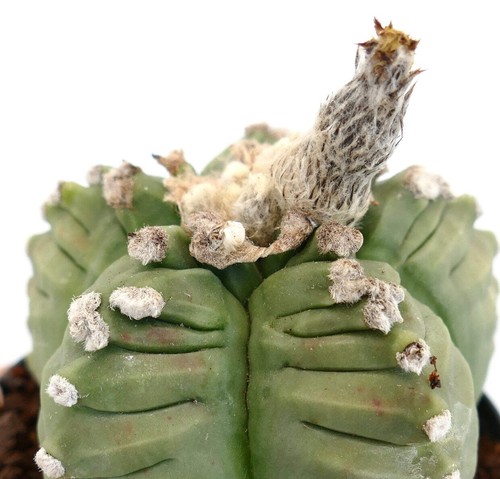 Astrophytum kikko swaroski - cv,
