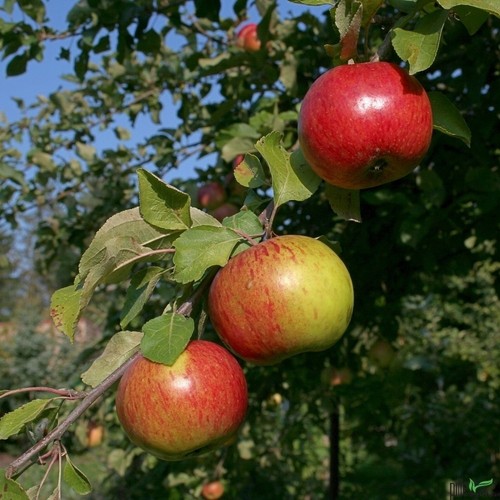 Gravensteiner sommerapfel - gravensteiner,