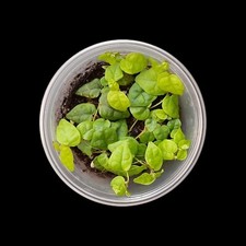 Ficus pumila minima, Rankpflanze für Regenwald Terrarium-Terrarien-Pflanzen