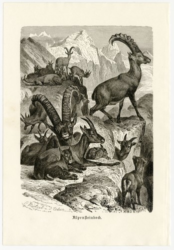 Alpensteinbock ziegen gebirge - alpensteinbock,