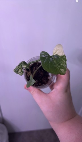 Syngonium albo live variegated - syngonium,