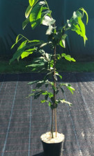 Bio Indianerbananenbäume PAW PAW viele Sorten in Terra Preta angebaut 100- 140cm