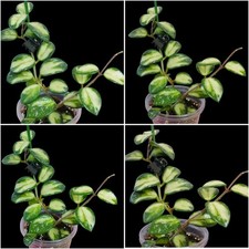 Hoya Mathilde  variegata very