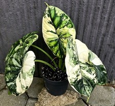 Große Alocasia Dragon Scale