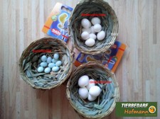 Nesteier Kanarien Wellensittich Vogeleier Exoten Kanarienvogel Nestei  5 Stück