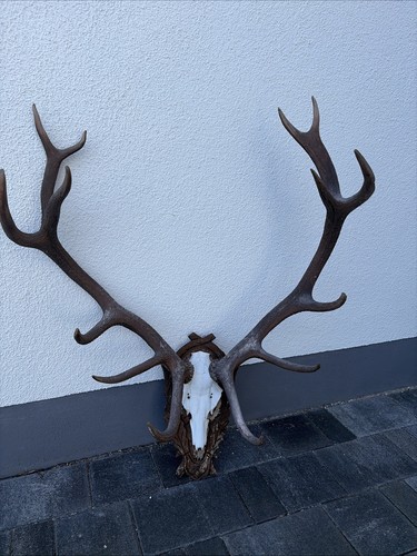 Hirschgeweih ender - hirschgeweih,