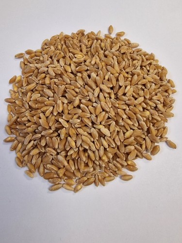 Bio hartweizen direkt vom - hartweizen,,