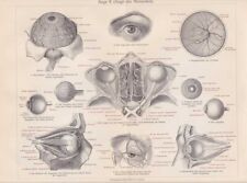 Auge Sehnerv Iris Augenheilkunde Augenarzt HOLZSTICH von 1905