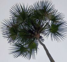 SAMEN Palme selten Silber-Palme Kübel-Pflanze neue Sämereien angesagte Samen