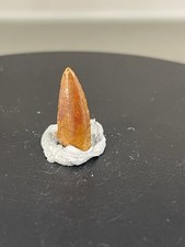 Deltadromeus Zahn/ Raptor Zahn