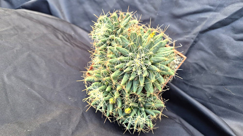 Mammillaria longimamma xl - mammillaria, longimamma,