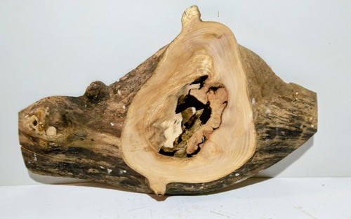 Baumkante holzdeko - ,