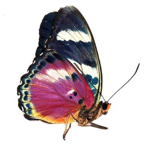 Schmetterlinge nymphalidae - schmetterlinge,,