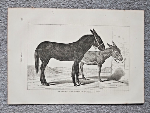 Das große maultier der - das,