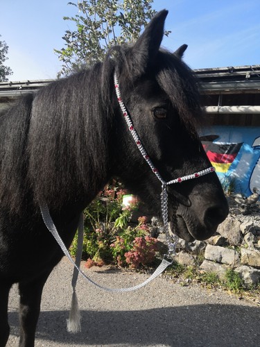 Show isländer rassen - isländer, o.ä.