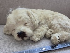 Lebensechter süsser