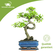 Bonsai Baum mit Keramik