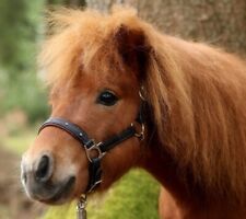 Halfter Vegan Knuffi Minipony