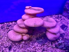 Sandy Orange Kiesel Bogen