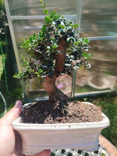 Bonsai olea europaea - bonsai,