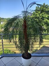 Palme inkl. Topf?, H ca. 2,00-2,20 cm, B ca. 1,00-1,20 cm, H Topf 33 cm