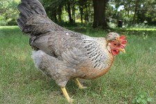 Cream Legbar Hatching eggs