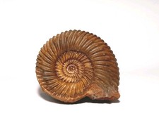 Ammonit Parkinsonia sp