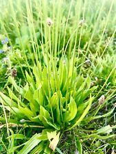 20.000 Samen Spitzwegerich