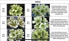 One Clivia Miniata Seedling