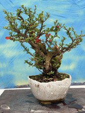 Joe Bonsai Quitte über Stein