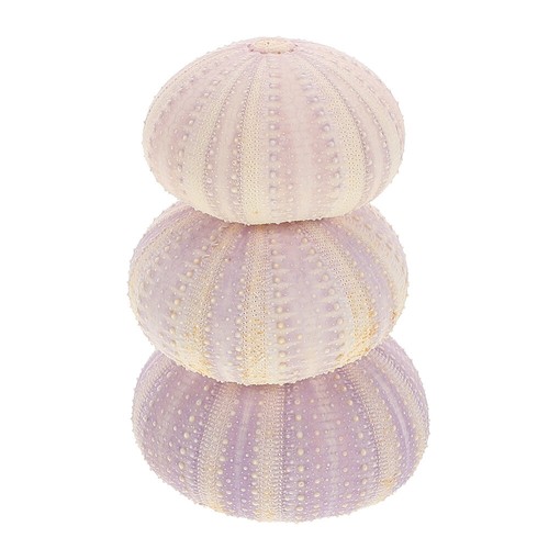 Stück seeigel gehäuse - seeigel,