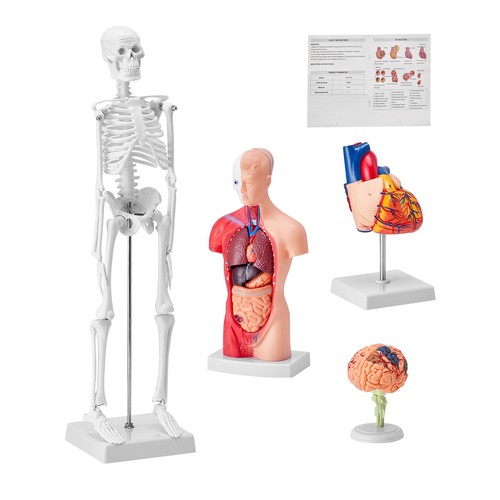 Menschliche anatomie modelle - menschliche,