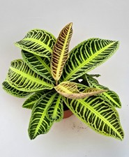 Sehr Schöne Labisia Japonica