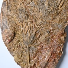 Crinoid Fossil Scyphocrinites
