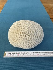 Koralle Echte Weiße Koralle