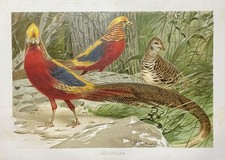 Originalgrafik Fauna