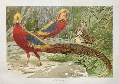 Originalgrafik fauna - originalgrafik,