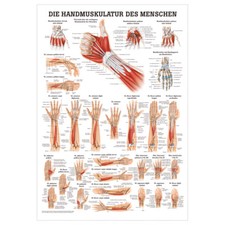 Handmuskulatur Mini-Poster Anatomie 34x24 cm medizinische Lehrmittel