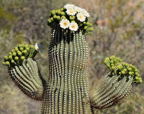 Carnegiea gigantea seeds - carnegiea,