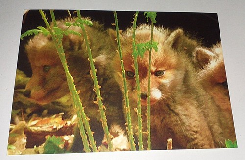 Fuchs welpen baby - fox, renard