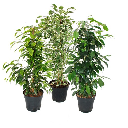 Exotenherz ficus benjamini - -ficus,