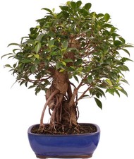 Bonsai ficus retusa - bonsai,