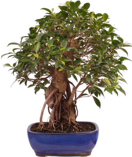 Bonsai ficus retusa - bonsai,